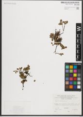 Foto von Salix herbacea L.